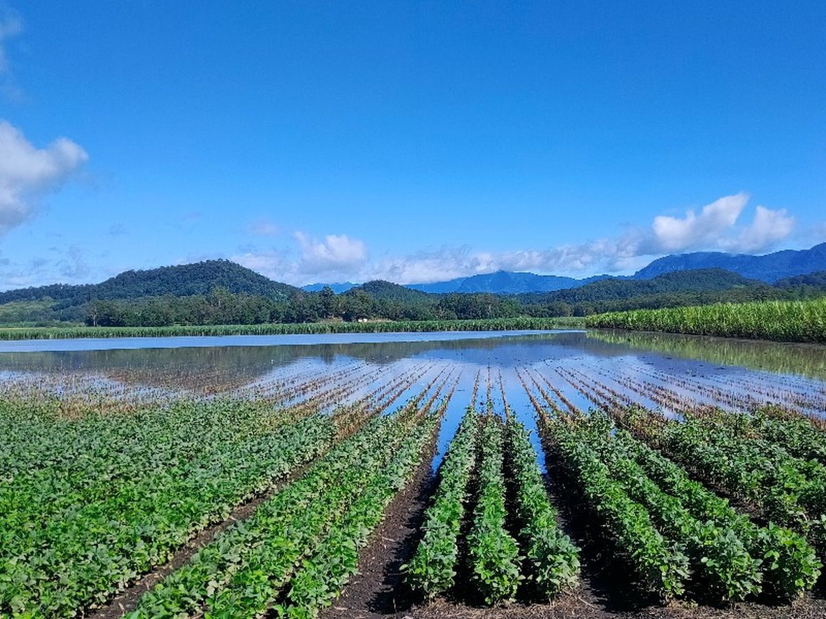 Cane field