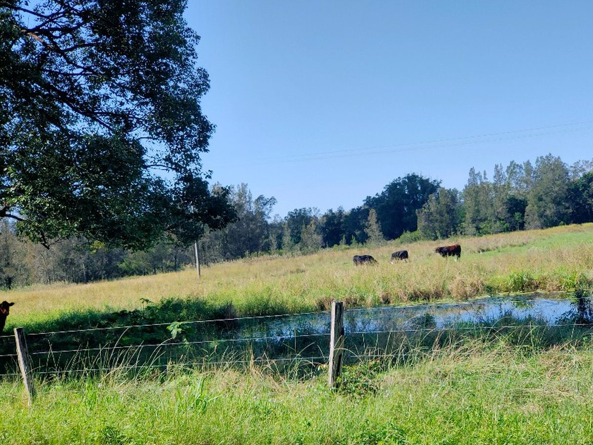 Contented cows