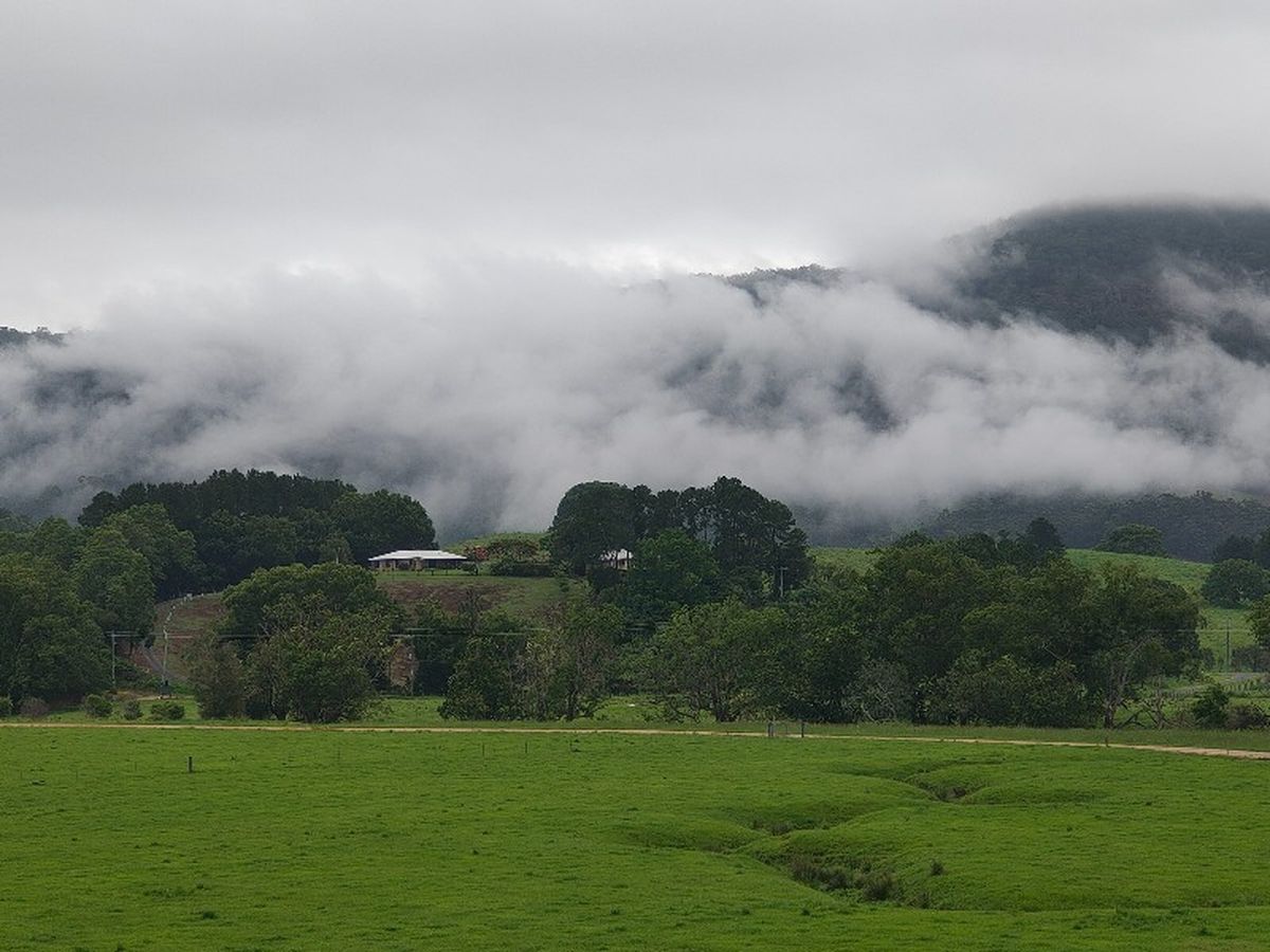 Part of the cloud forest