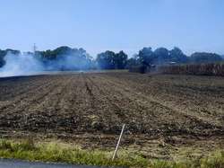 Cutting cane in a smouldering field