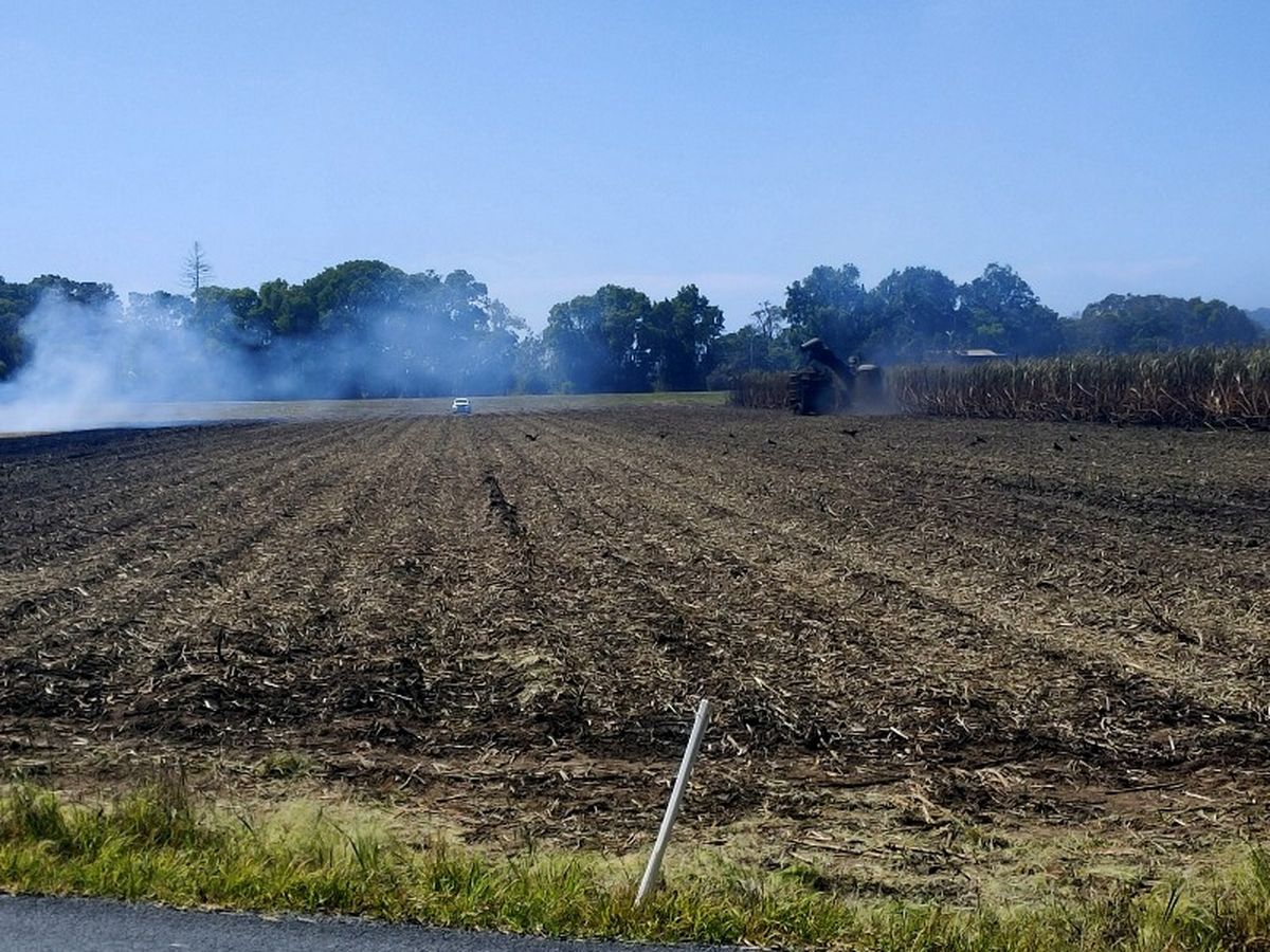 Cutting cane in a smouldering field