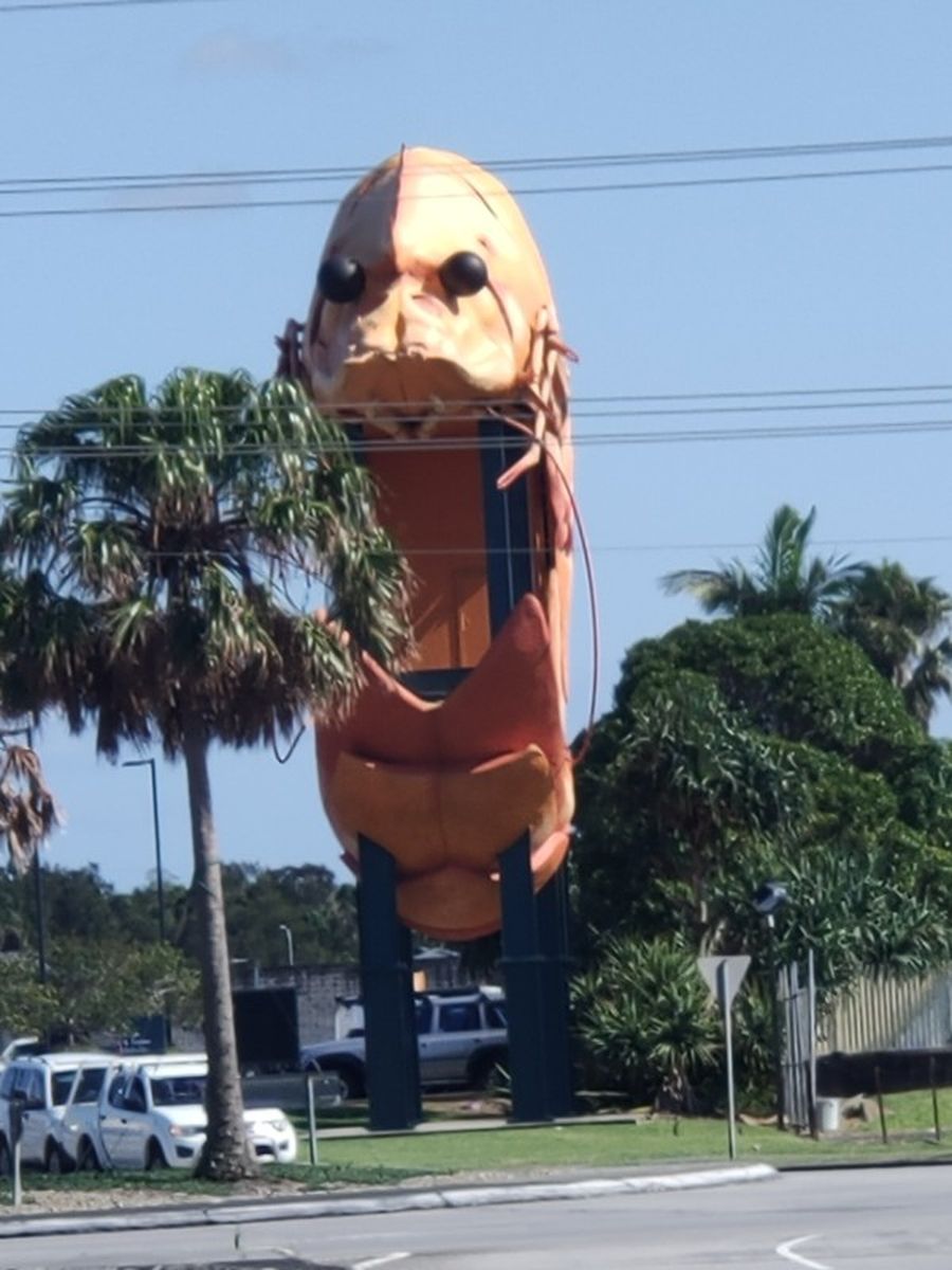 Ballina's big Prawn