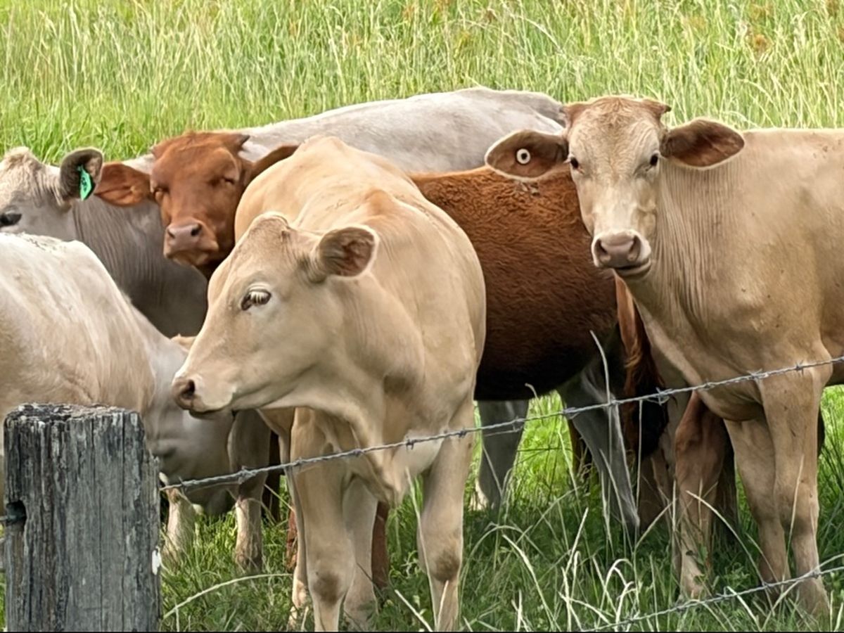 The locals
